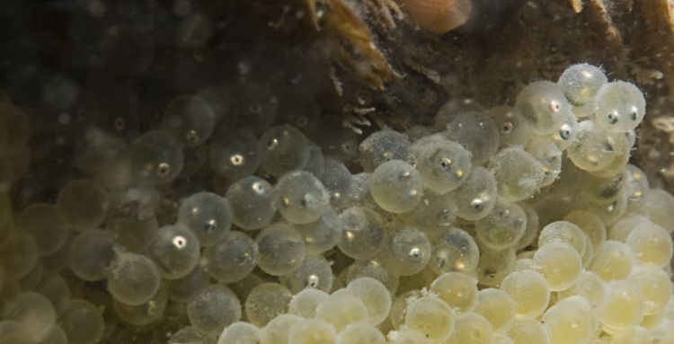 Jonge Groene Zeedonderpadjes in hun eitjes (foto: Peter H. van Bragt)