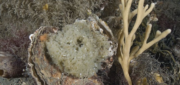 Einest Groene zeedonderpad (foto: Peter H. van Bragt)