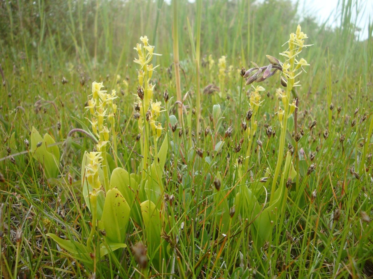 Groenknolorchis in jonge duinvallei (foto: FLORON)