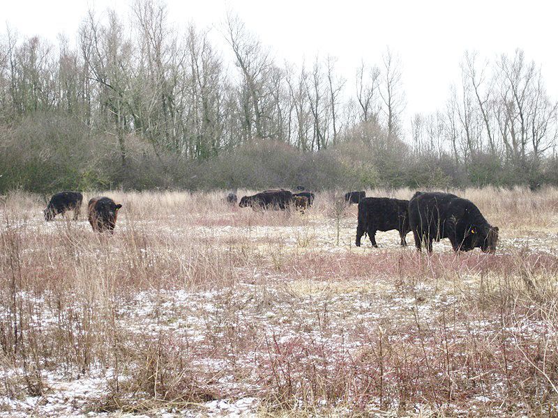 In de wintermaanden eten de Galloways van de overstaande kruiden in de Groenlanden (foto: Tanja de Bode)