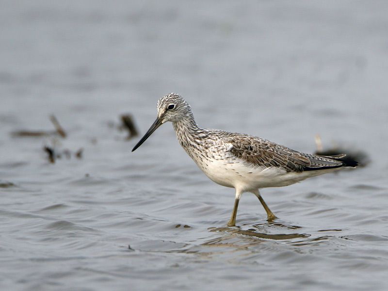 Groenpootruiter (foto: BirdPhoto)