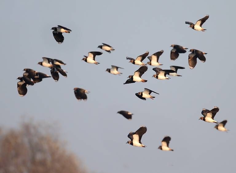 Overvliegende kieviten (foto: Koos Dansen)