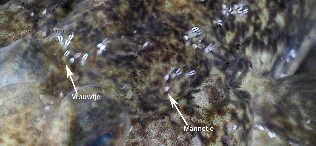 Vrouwtjes en mannetjes Grondelnijntjes onderscheiden zich door de eizakjes op het achterlijf van de vrouwtjes, Grevelingenmeer 2014 (foto: Esther Konings)