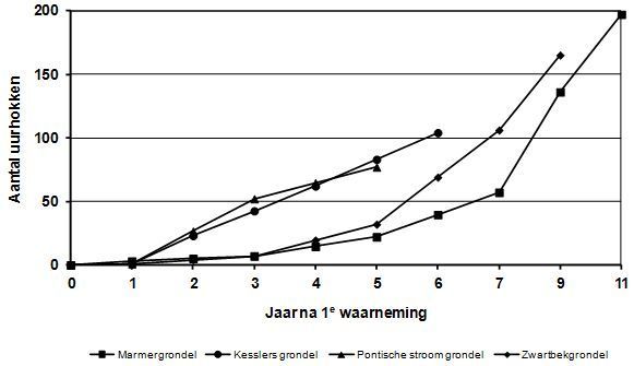 Aantal uurhokken waarin marmergrondel, Kesslers grondel, Pontische stroomgrondel en zwartbekgrondel voorkomen. Het jaar 0 is het eerste jaar waarin een grondel is waargenomen (bron: RAVON)