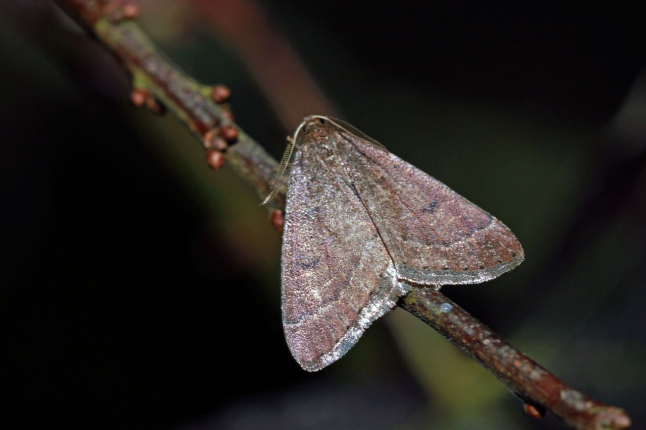 De voorvleugellengte van het mannetje bedraagt tussen de 14 en 17 millimeter. De middenstip op de voorvleugel is min of meer rond. Over de vleugel loopt een middenband die vooral aan de buitenkant duidelijk door dwarslijnen is afgezet.(foto: Gunther Groenez)