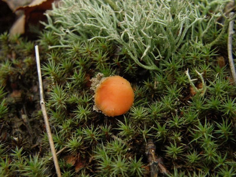 Groot oranje mosschijfje, beter bekend als ’Hotlips’ (foto: Paul Wouters en Marianne Horemans)