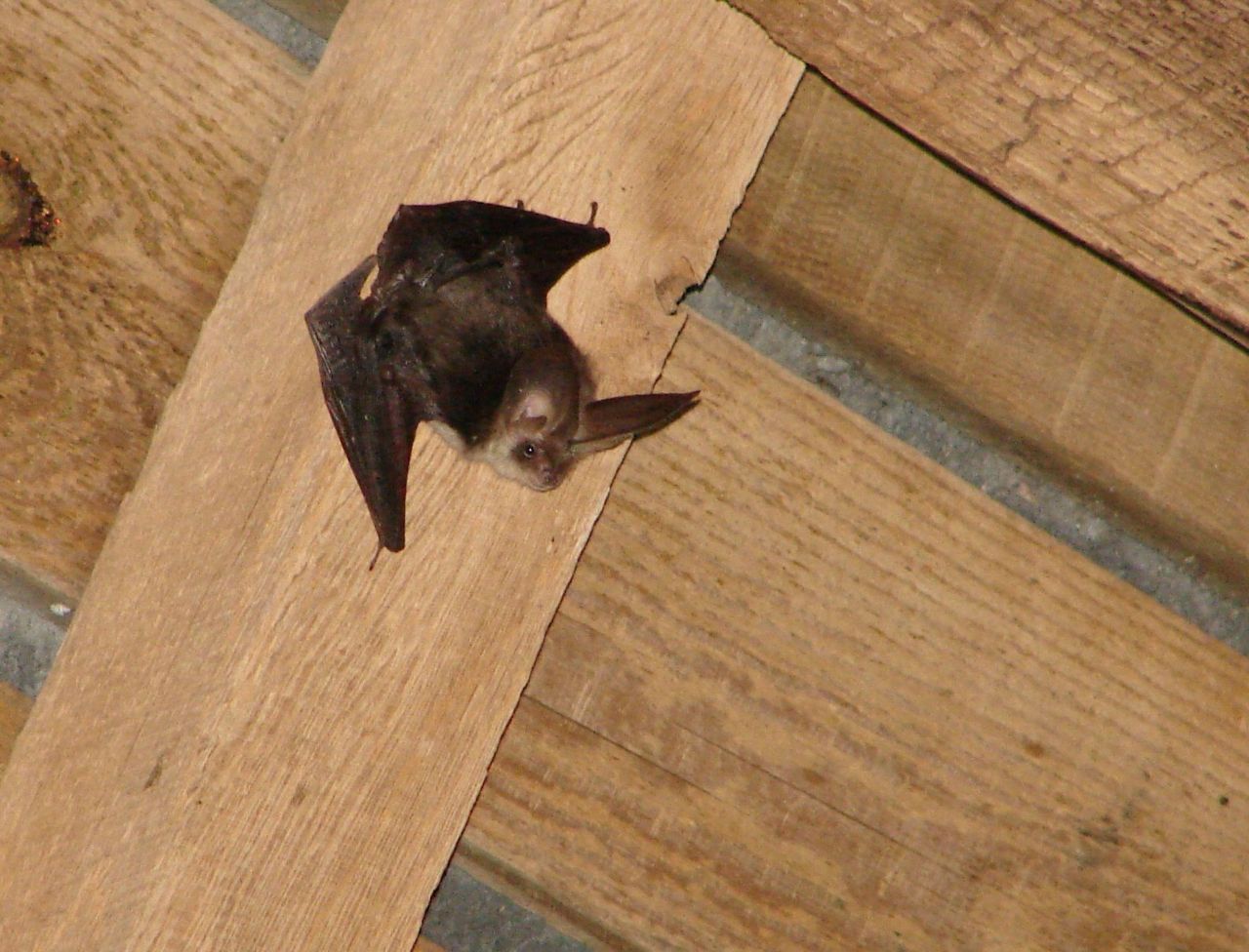 Gewone grootoor in de reuzenkolonie van de Sint-Petruskerk in Dikkelvenne (foto: David Galens)