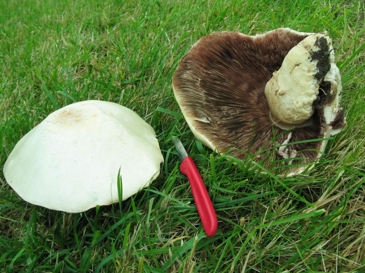 Grootsporige champignon (foto: Martijn Oud)