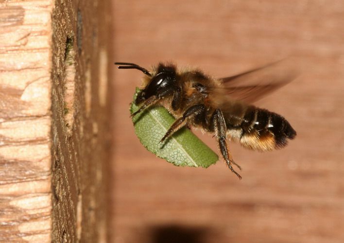 Grote bladsnijder (foto: Pieter van Breugel)