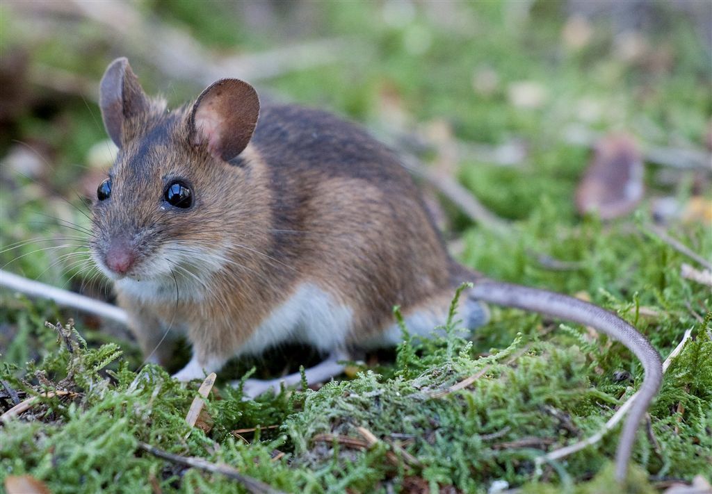 Eerste grote bosmuis in Drenthe (foto: André Eijkenaar)