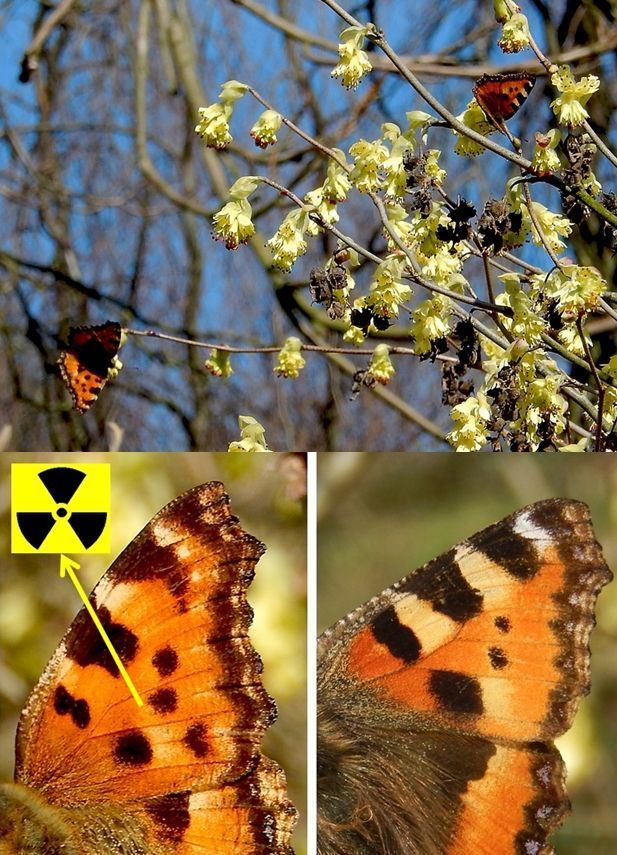 Boven: grote vos links en kleine vos rechts, daaronder het belangrijkste verschil tussen de twee (foto’s: Kars Veling)