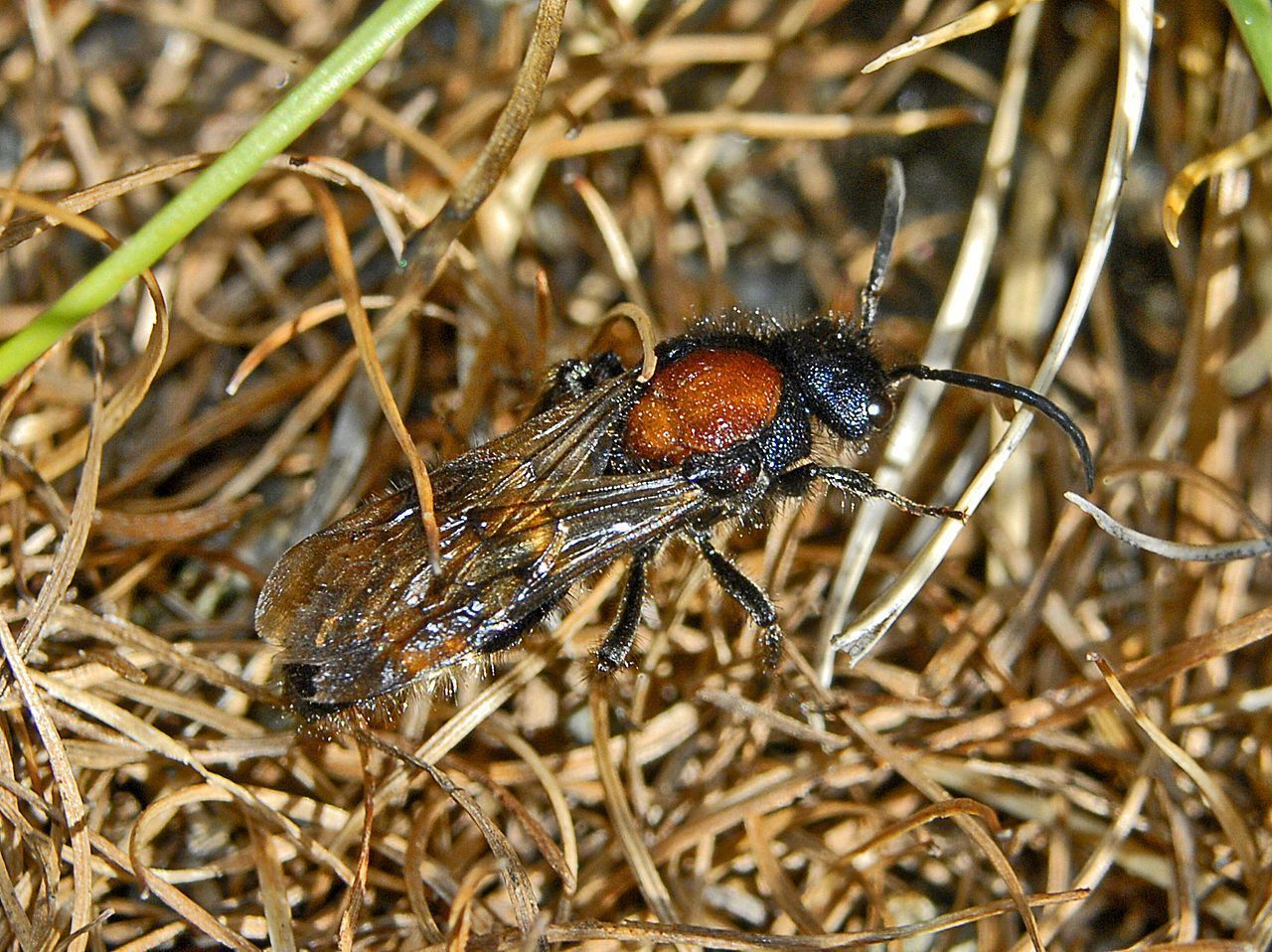 Grote mierwesp (foto: Hectonichus)