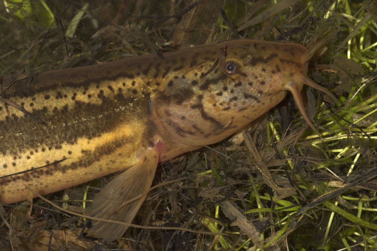 De Grote modderkruiper wordt ook wel weeraal of fluitaal genoemd (foto: Jelger Herder)