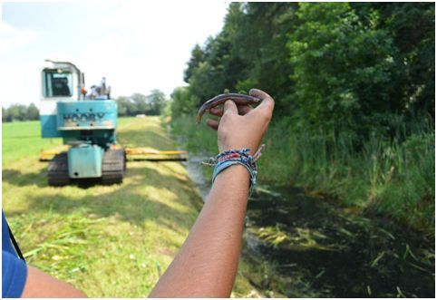 Eén van de 230 geredde grote modderkruipers wordt een helpende hand geboden om weer terug in het water te komen (foto: Mick Vos)