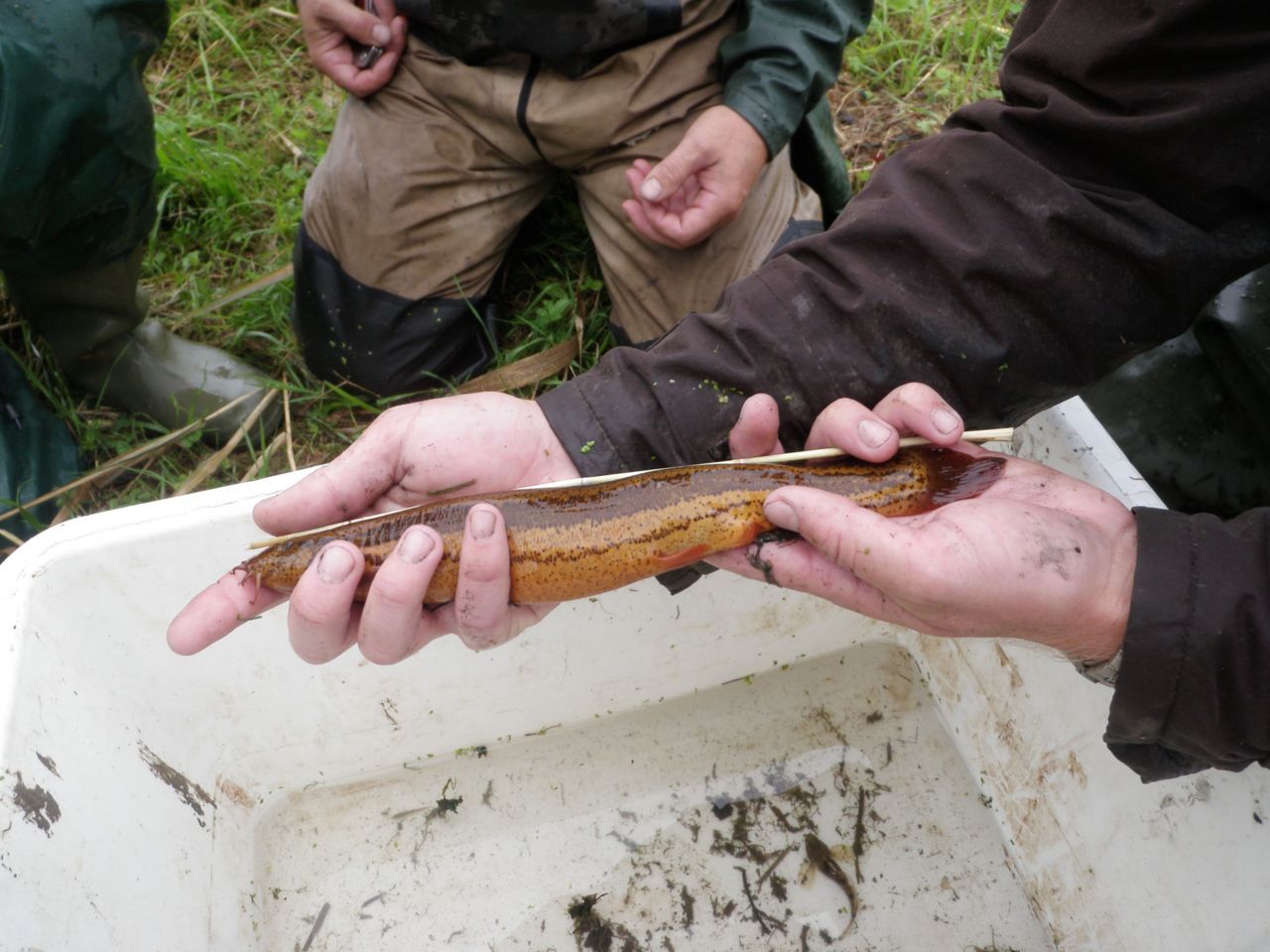 Met 30,7 centimeter is dit vrouwtje grote modderkruiper, gevangen te Zoelen op 27 augustus 2015, voor zover bekend wereldrecordhouder (foto: Martijn Schiphouwer)