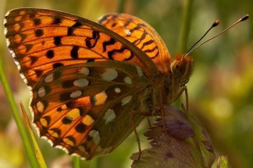 De grote parelmoervlinder uit Limburg (foto: Francois Debets)