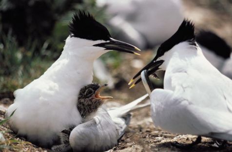 Grote sterns met kuiken (foto: IVN Vecht en Plassengebied)