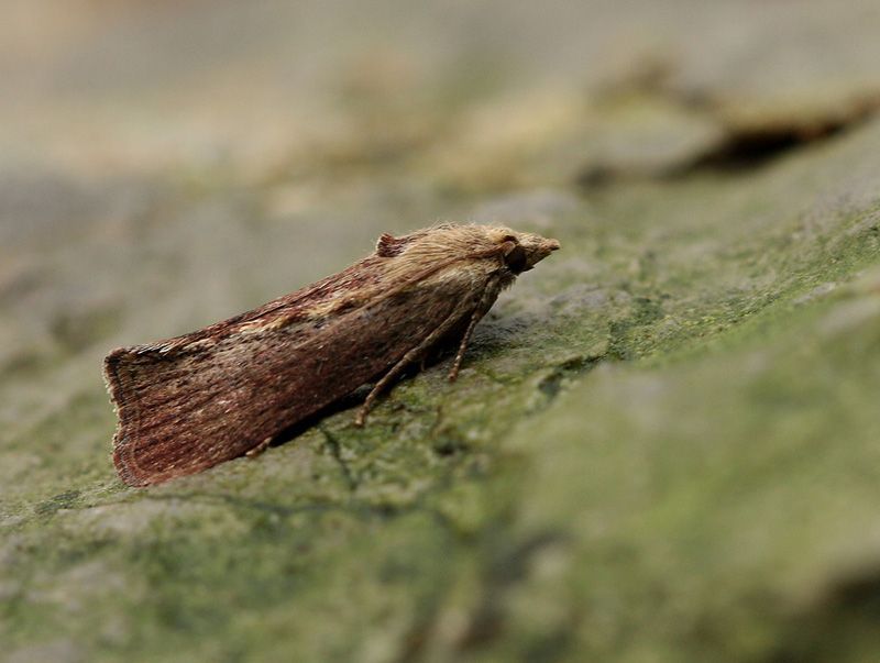 De Grote wasmot heeft misschien wel de beste oren ter wereld (Foto: Leo Janssen)