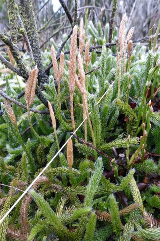 Om zeldzame planten zoals Grote wolfsklauw te behouden is beheer van natuurgebieden erg belangrijk (foto: Koen Berwaerts)