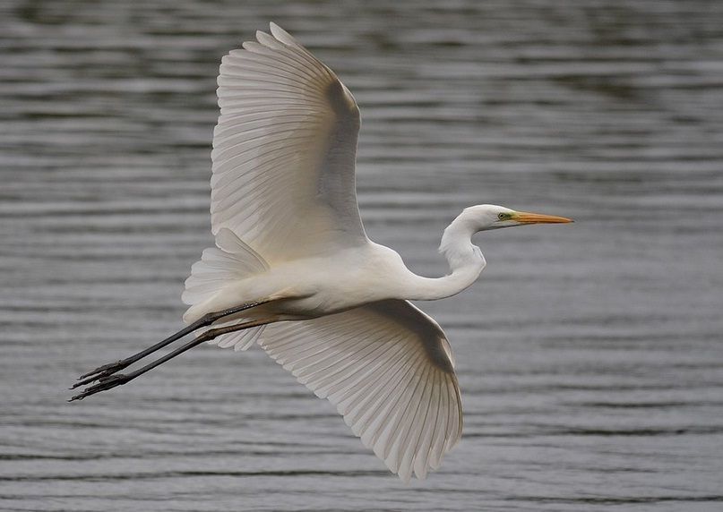 Groot en zilverwit. De Grote Zilverreiger is een van de meest sierlijke reigerachtigen uit Wes-Europa. Een fraaie aanwinst voor de Belgische avifauna (foto: Dieder Plu)