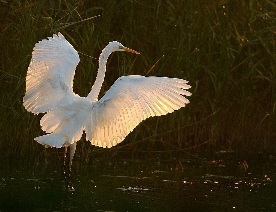 Begin vorige eeuw stond de soort op het randje van de afgrond: honderdduizenden exemplaren werden geschoten omwille van hun fraaie sierveren. (foto: Leo Janssen)