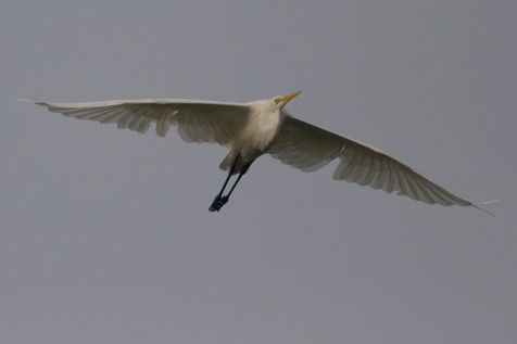 Grote zilverreiger (foto: Harvey van Diek)