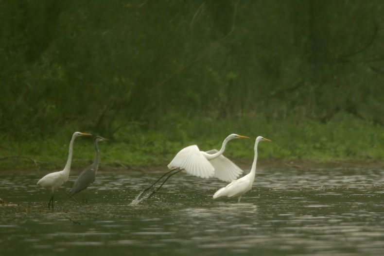 Grote zilverreigers en Blauwe reiger (foto: Harvey van Diek)