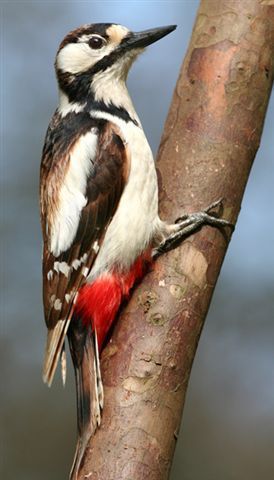 Grote bonte specht (foto: Martin Hierck)