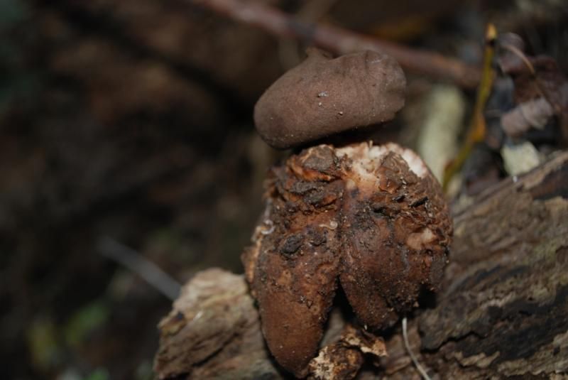 Grote vierslippige aardster te Kumtich (Foto: Jurgen Bernaerts)