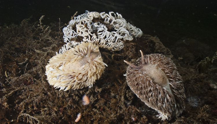 Twee Grote vlokslakken met eisnoer in Grevelingenmeer (foto: Peter H. van Bragt)