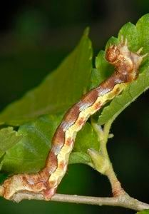 Grote wintervlinder rups
Foto: Ab Baas