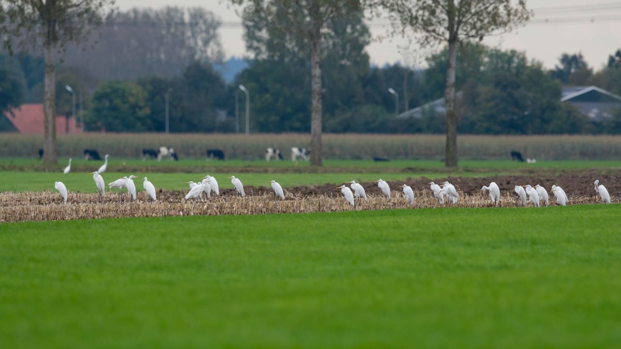 Grote zilverreigers (foto: Rob Zweers)