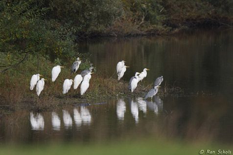 Grote zilverreigers vergezeld van een aantal blauwe reigers (foto: Ran Schols)