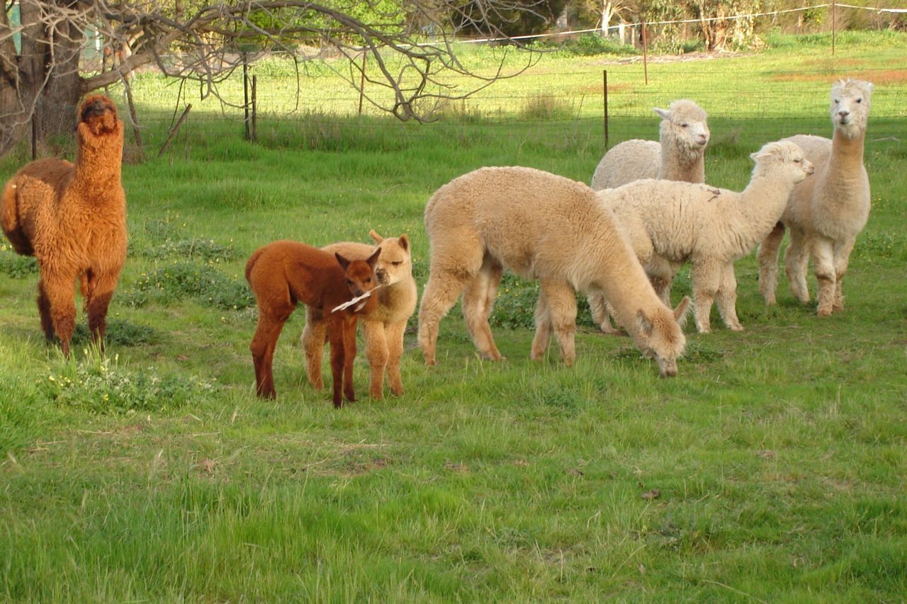 Groep alpaca’s (foto: Viridae)