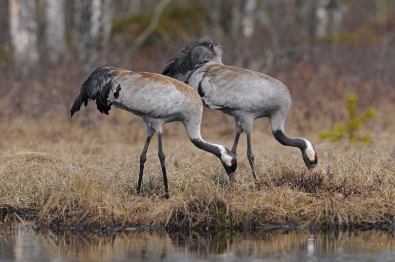 Kraanvogels (foto: Joerg Mager)