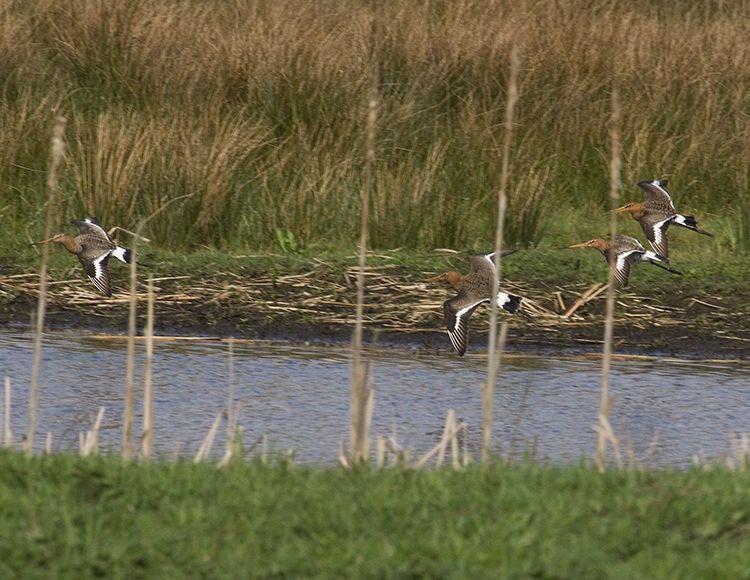 Grutto’s in de Veenkampen (foto: Willem van Raamsdonk)