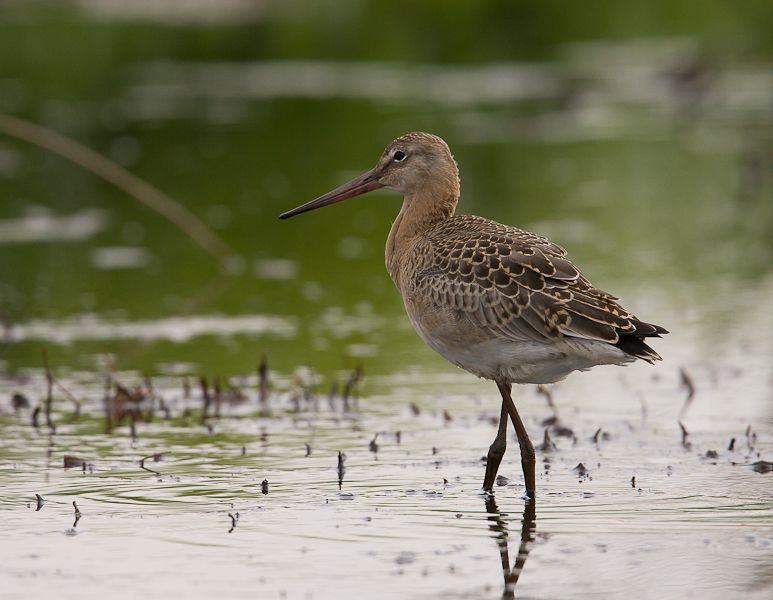 Juveniele grutto, Groene Jonker (ZH), 18 juni 2009 (foto: Jos van den Berg)