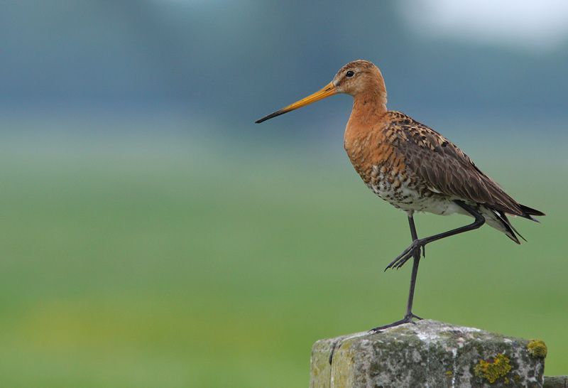 Grutto op paal (foto: Martin Hierck)