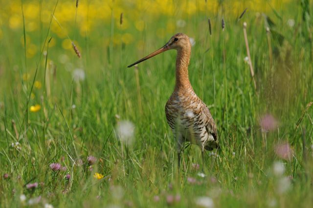 Grutto in broemrijke weide (foto: Gerrit Gerritsen)