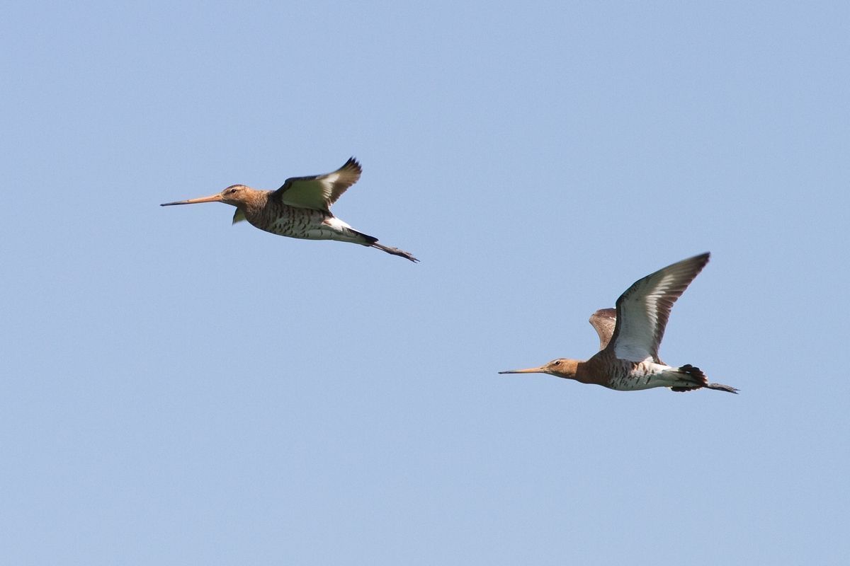 Grutto’s in vlucht (foto: Jouke Altenburg)