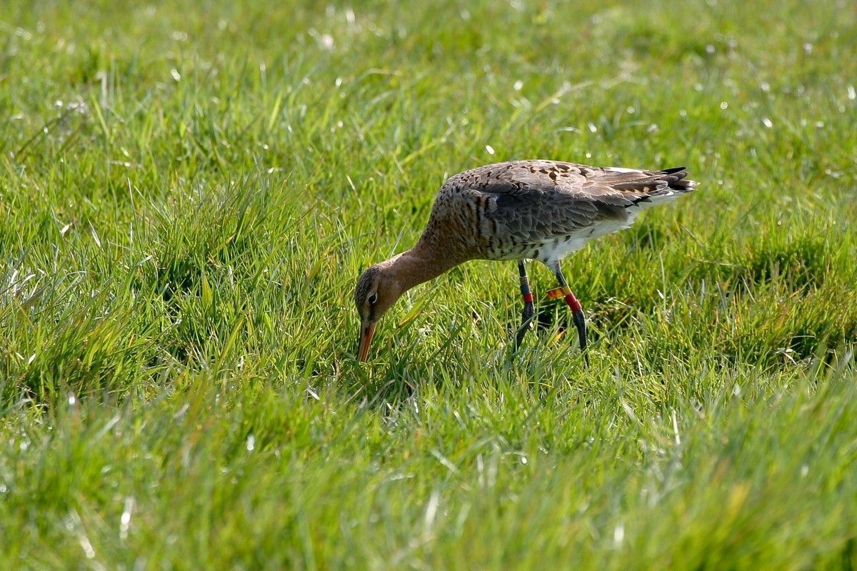 Grutto met kleurring (foto: Jouke Altenburg)