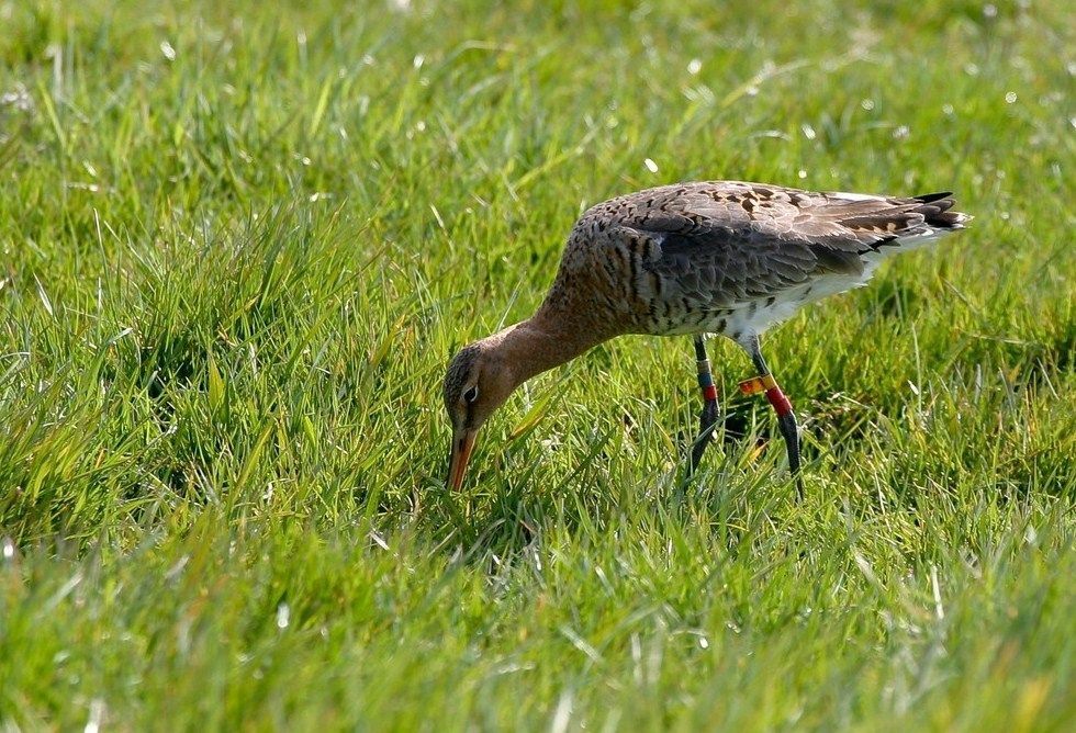 Grutto met kleurring (foto: Jouke Altenburg)