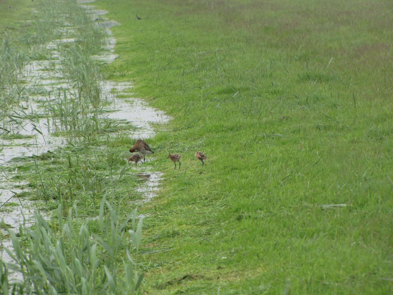 Gruttogezin langs hoogwatersloot (foto M. Kuiper)