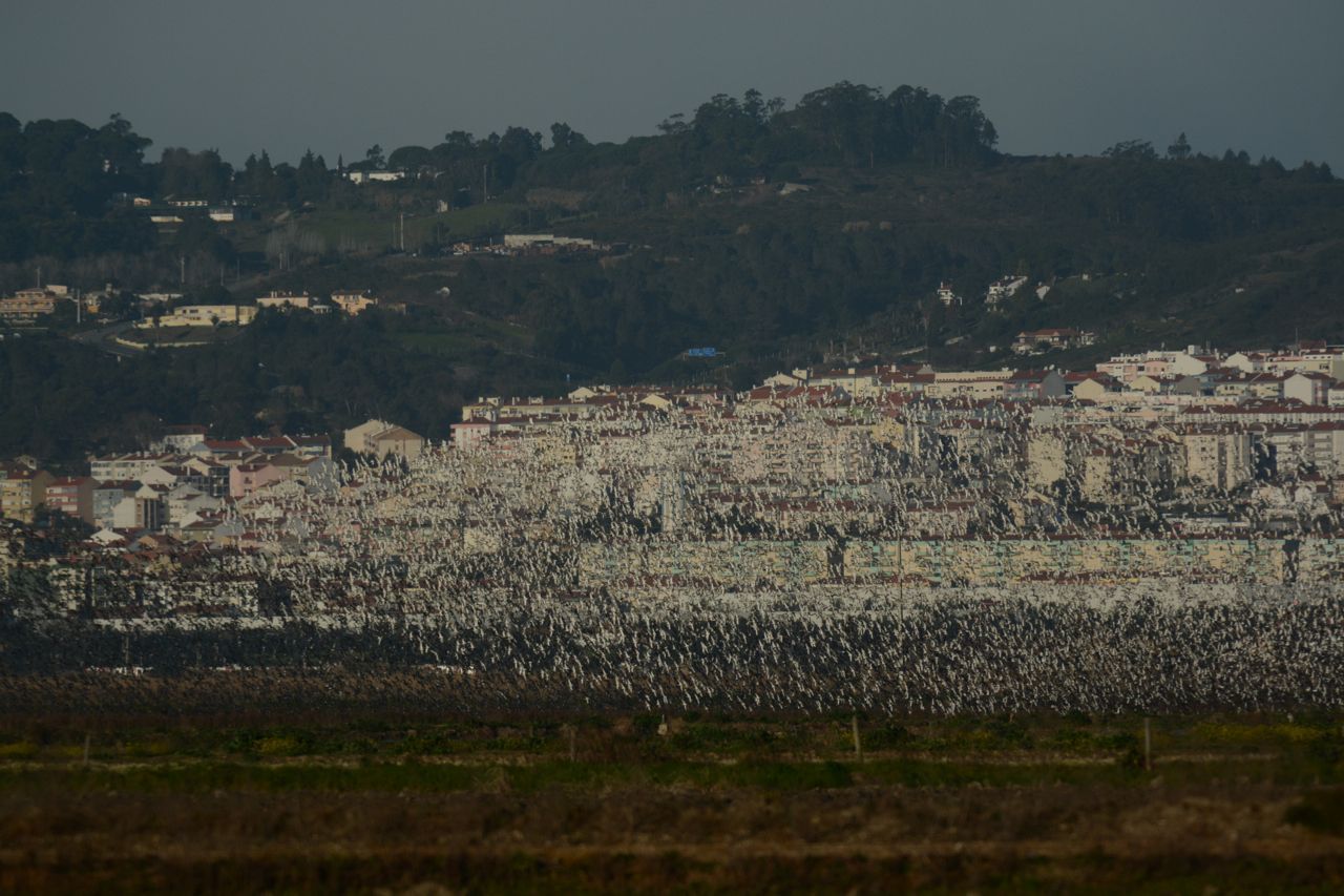 Een wolk van naar schatting 20.000 grutto’s bij Lissabon (foto: Gerrit Gerritsen)