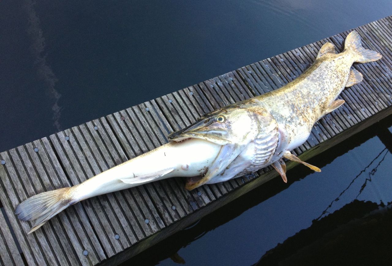 Gulzige snoek stikt door poging snoekbaars te eten (foto: René Spaargaren)