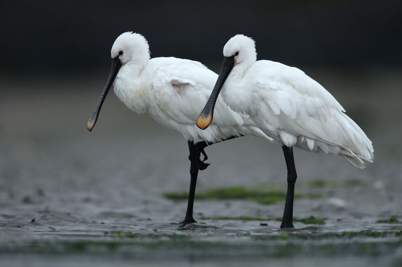 Schitterende vogels met hun kenmerkende lange, lepelvormige snavel: een aanwinst om trots op te zijn (foto: Glenn Vermeersch)