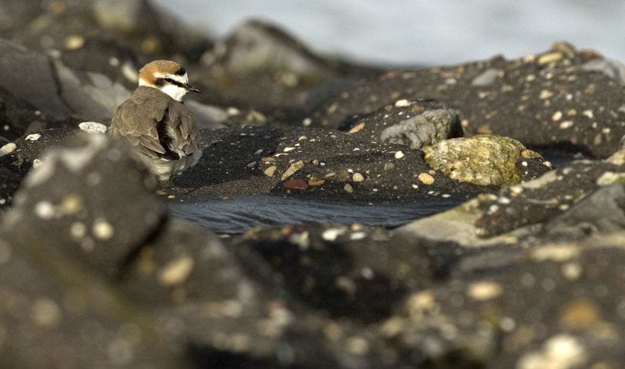 Strandplevier moet het vooral hebben van schaars begroeide, zanderige pioniersvegetaties. Aan de kust gaan dergelijke habitats in ijltempo voor de bijl (foto: Glenn Vermeersch).