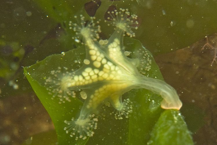 Steelkwal, Haliclystus auricularia, in het Grevelingenmeer, 2006 (foto: Peter H. van Bragt)