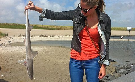 De gladde haai op het strandje van Oudeschild (foto: Herman speckmann)