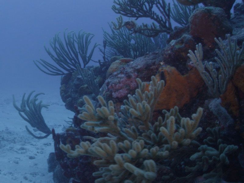 In the waters of St. Maarten (photo: Mauricio Handler)